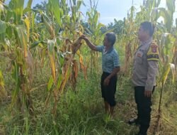 Polsek Rimba Melintang Cek Lahan Jagung 1 Hektar, Siap Sukseskan Program Asta Cita Presiden RI