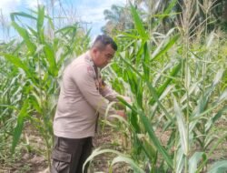 Polsek Rimba Melintang terus mengawal program ketahanan pangan dengan melakukan pengecekan berkala terhadap pertumbuhan tanaman jagung pipil di Kepenghuluan Harapan Jaya,