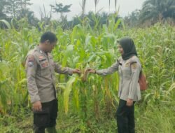 Dukung Asta Citra Presiden, Polsek Rimba Melintang Intensifkan Pantauan Lahan Jagung 2 Hektare