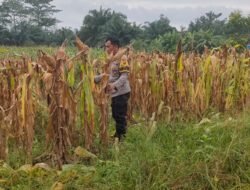 Dukung Asta Cita Presiden, Polsek Rimba Melintang Pantau Perkembangan 2 Hektar Lahan Jagung