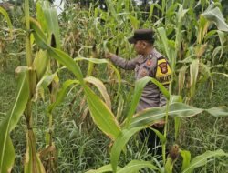 Sinergi Polsek Rimba Melintang dan PT GMR: Kawal Ketahanan Pangan Lewat Pemantauan Rutin Kebun Jagung Pipil