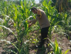 Dukung Program Asta Cita Presiden, Polsek Rimba Melintang Terus Pantau Perkembangan Lahan Jagung 2 Hektar