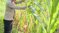 Dukung Program Ketahanan Pangan, Polsek Rimba Melintang Pantau Intensif Perkembangan Kebun Jagung Pipil di PT GMR