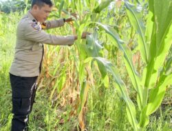 Dukung Program Ketahanan Pangan, Polsek Rimba Melintang Pantau Intensif Perkembangan Kebun Jagung Pipil di PT GMR