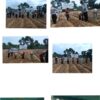 Dukung Asta Cita Presiden, Polsek Rimba Melintang Sulap Lahan 1 Hektar Jadi Kebun Jagung Pipil