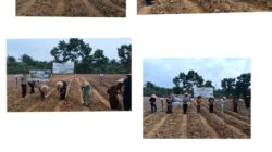 Dukung Asta Cita Presiden, Polsek Rimba Melintang Sulap Lahan 1 Hektar Jadi Kebun Jagung Pipil