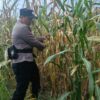 Dukung Ketahanan Pangan, Polsek Rimba Melintang Pantau Intensif Perkembangan Kebun Jagung Pipil di PT GMR