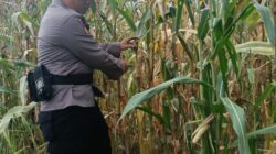 Dukung Ketahanan Pangan, Polsek Rimba Melintang Pantau Intensif Perkembangan Kebun Jagung Pipil di PT GMR