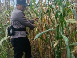 Dukung Ketahanan Pangan, Polsek Rimba Melintang Pantau Intensif Perkembangan Kebun Jagung Pipil di PT GMR