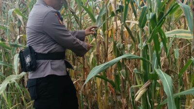 Dukung Ketahanan Pangan, Polsek Rimba Melintang Pantau Intensif Perkembangan Kebun Jagung Pipil di PT GMR