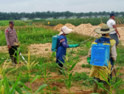 Polsek Pujud Cek Perkembangan Tanaman Jagung Program Ketahanan Pangan Dukung Asta Cita Presiden