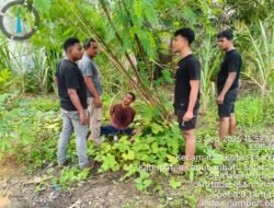 RESPON CEPAT ADUAN MASYARAKAT, POLSEK TORGAMBA BERHASIL RINGKUS TERSANGKA PENGEDAR SHABU DI DESA ASAM JAWA
