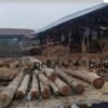 Pengawas Lapangan Bernama Anto Diduga Jadi Aktor Utama, Hutan Kampar Dibabat Demi Bisnis Palet Kayu Raksasa!