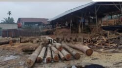Pengawas Lapangan Bernama Anto Diduga Jadi Aktor Utama, Hutan Kampar Dibabat Demi Bisnis Palet Kayu Raksasa!