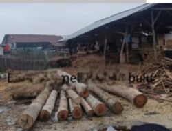 Pengawas Lapangan Bernama Anto Diduga Jadi Aktor Utama, Hutan Kampar Dibabat Demi Bisnis Palet Kayu Raksasa!