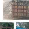 Aroma Amis Bisnis CPO Ilegal di Belakang RM 3 Putri Rohil: dimintak Kapolda Riau turung tangan .